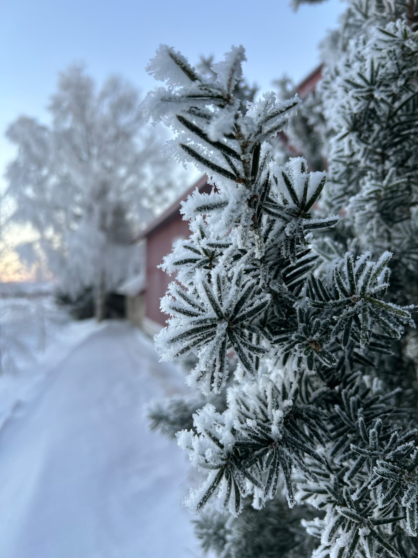 Hoarfrost on the pine on a winter day