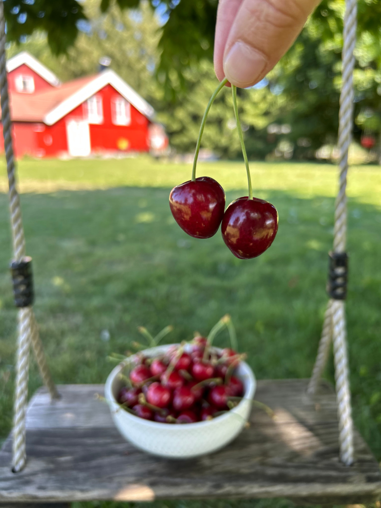 Cherries from the garden