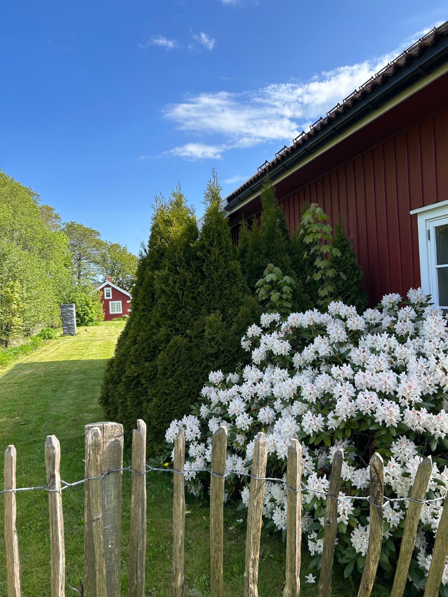 Hvite rhododendron langs gjerdet