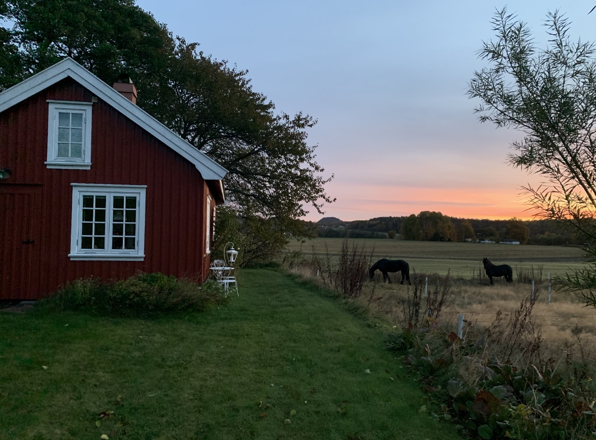 Smia at sunset with the horses grazing