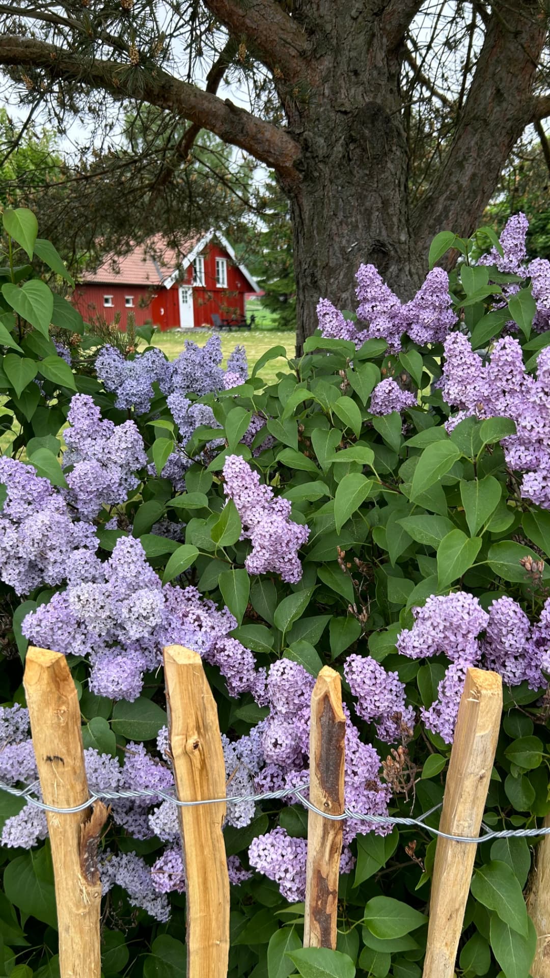 Lilacs along the fence