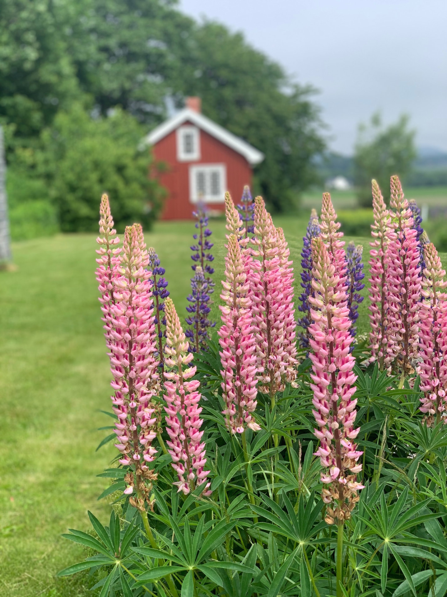 Lupins at Morellgården in Brunlanes
