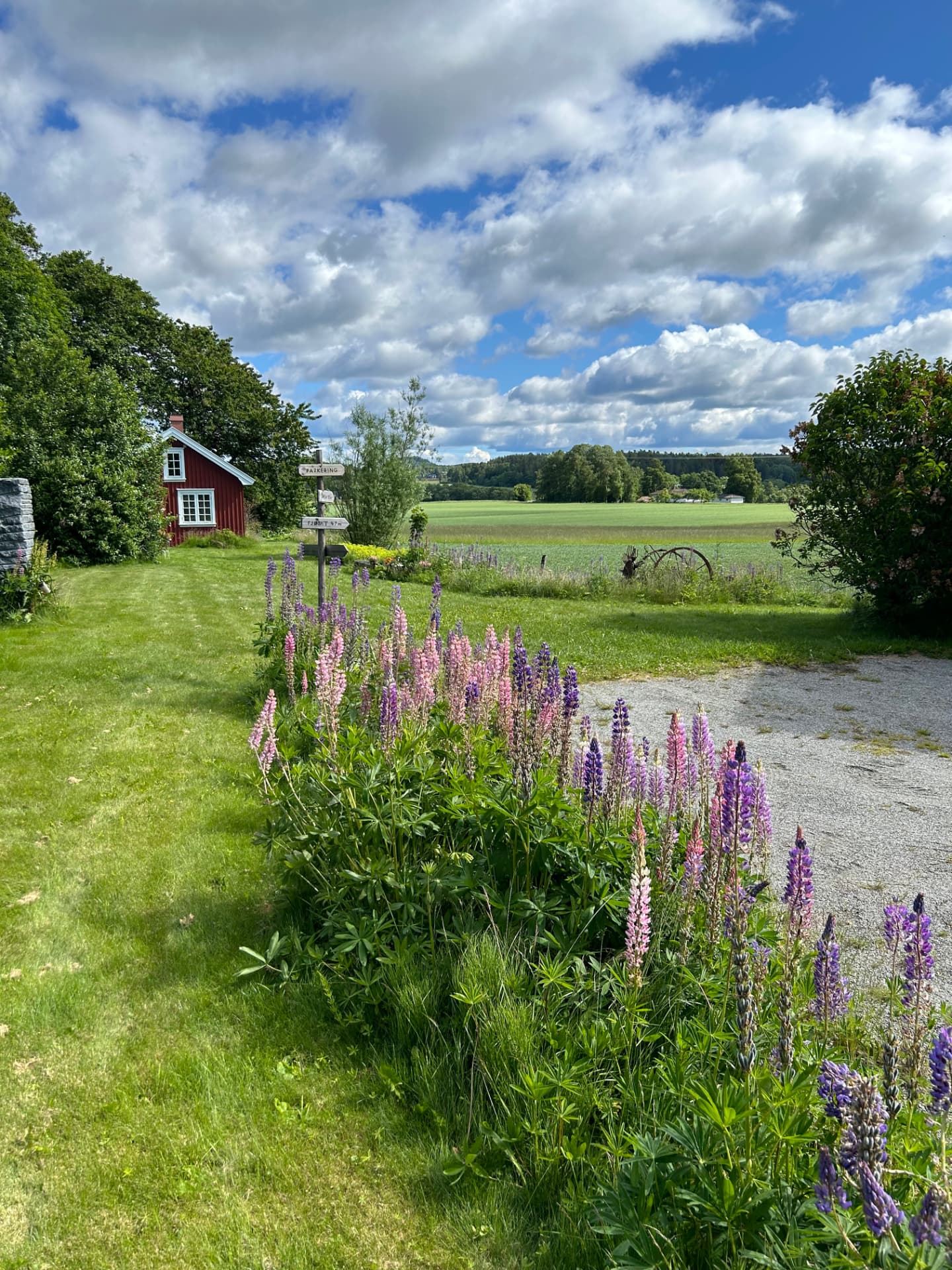 Lupins in front of a red guest house with the fields beyond