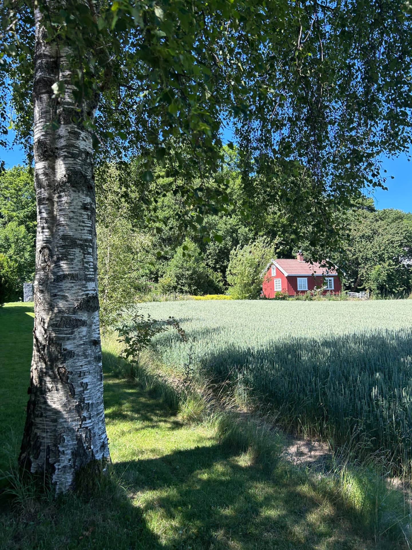 Birch tree by the grain field with Smia in the background