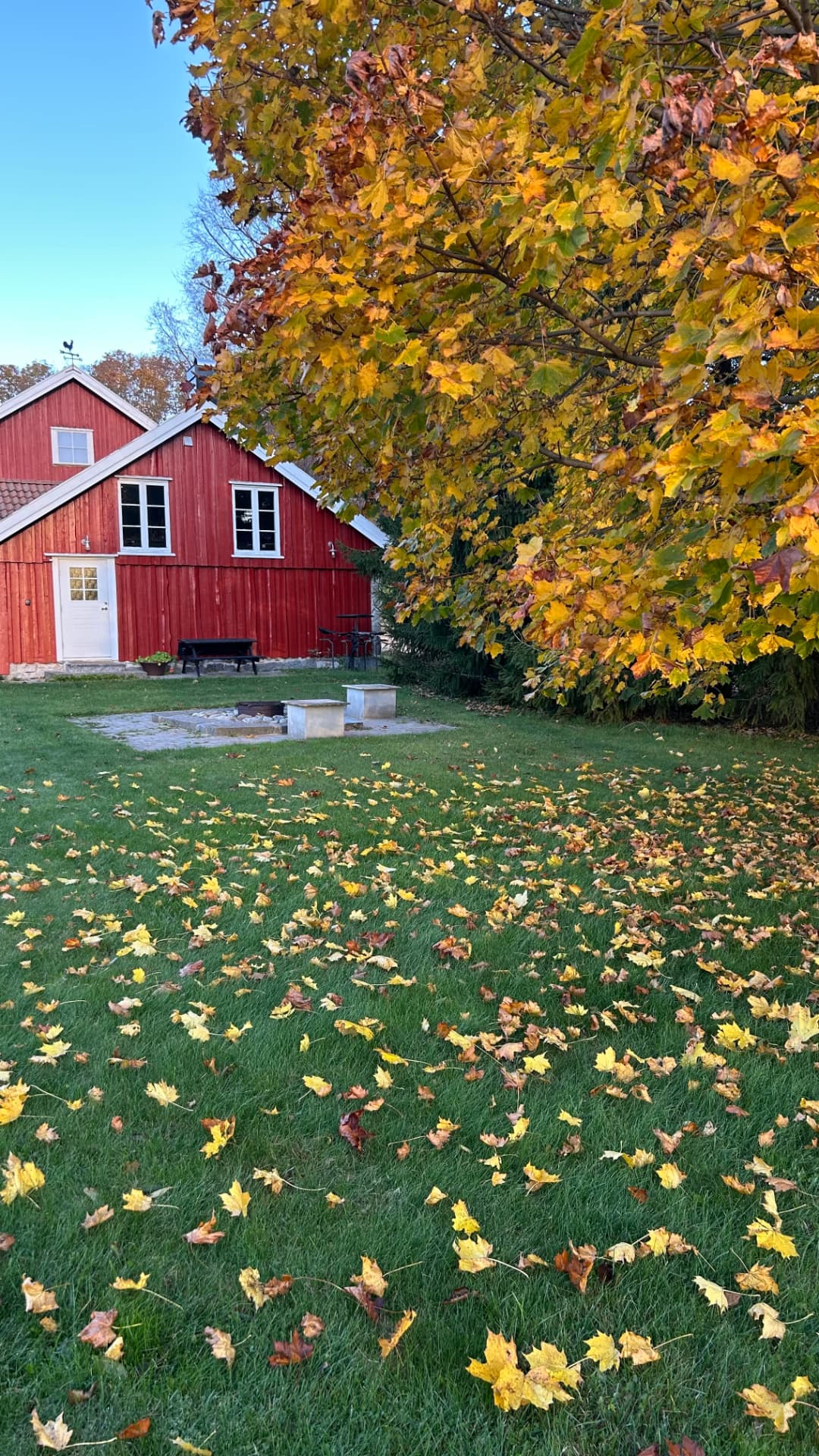 Fjøset in autumn colours with leaves on the lawn